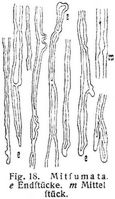 Fig. 18.